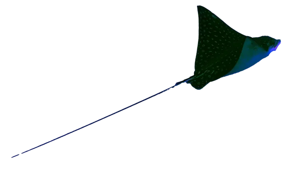 Eagle ray
