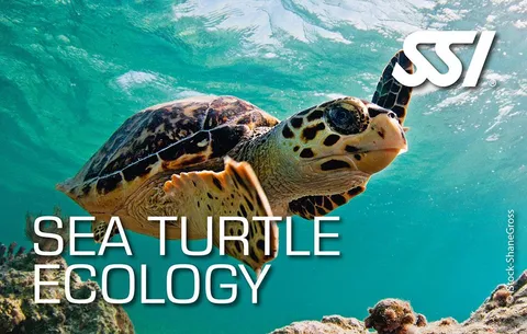 Sea Turtle Awareness