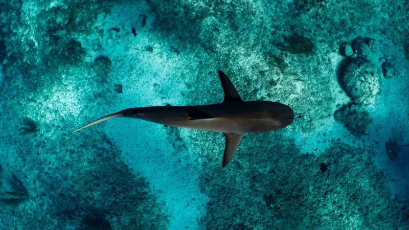 Shark Conservation