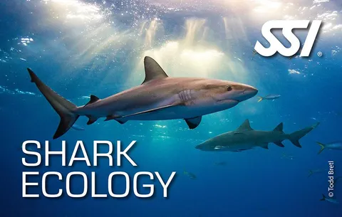 Shark Conservation